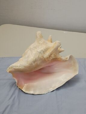 Vintage Pink and Cream Conch Shell Decorative Accent